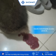 BỆNH TIÊU HÓA Ở THÚ CƯNG  