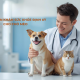 Khám sức khỏe định kì cho thú cưng 