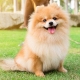 Dịch vụ thú cưng mang đến những lợi ích như thế nào?