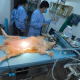 Phẫu thuật xương chó mèo tại SACOMVET Quận 2: Giải pháp hiệu quả cho thú cưng
