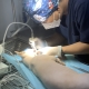 Phòng khám chuyên điều trị thú y chó mèo Thủ Đức uy tín, chuyên nghiệp