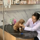 Lưu ngay địa chỉ uy tín chuyên cung cấp dịch vụ tắm cho mèo ở giá rẻ