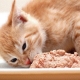 Pate cho mèo để ngoài được bao lâu?