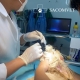 Dịch vụ cấp cứu thú y 24/7 