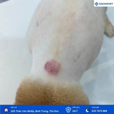 điều trị bệnh da liễu ở thú cưng 