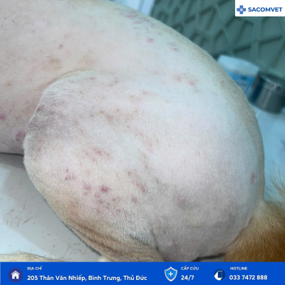 khám và điều trị bệnh da liễu ở thú cưng