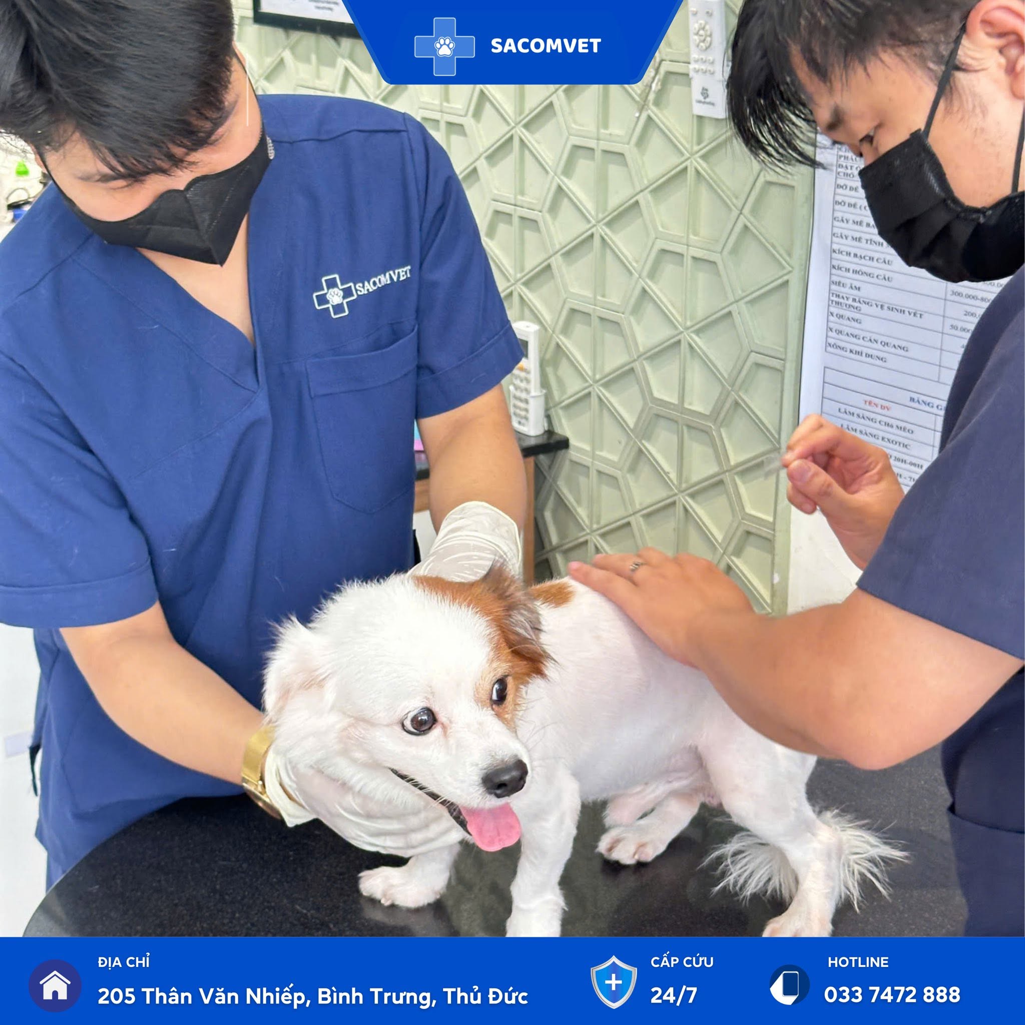 bệnh tiết niệu ở thú cưng