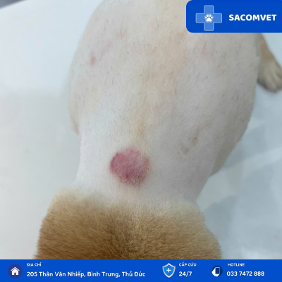 bệnh da liễu ở thú cưng sacomvet  