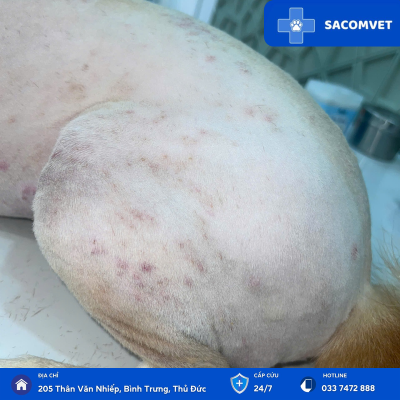 bệnh da liễu ở thú cưng sacomvet