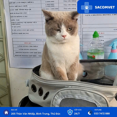 bệnh hô hấp ở thú cưng sacomvet  