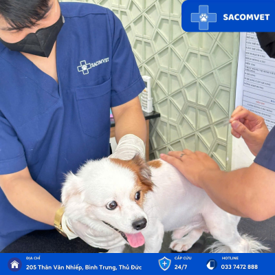 bệnh tiết niệu ở thú cưng sacomvet