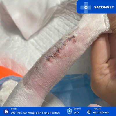 chăm sóc hậu phẫu thuật ở thú cưng sacomvet  