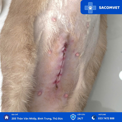 chăm sóc hậu phẫu thuật ở thú cưng sacomvet  