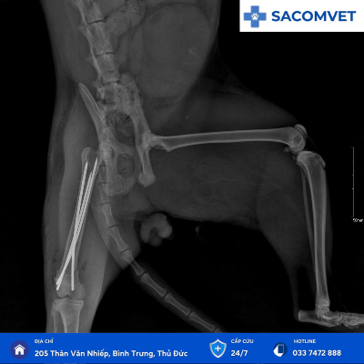 dịch vụ xương khớp thú cưng sacomvet 
