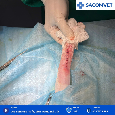 dịch vụ phẫu thuật & hậu phẫu xương khớp thú cưng  