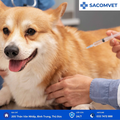 dịch vụ tiêm vaccine ở chó mèo