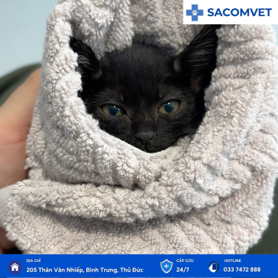 tiêm phòng ở thú cưng sacomvet