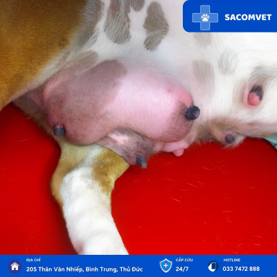phẫu thuật khối u chó mèo sacomvet