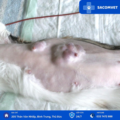 phẫu thuật khối u chó mèo sacomvet