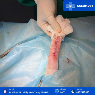 phẫu thuật xương ở thú cưng sacomvet