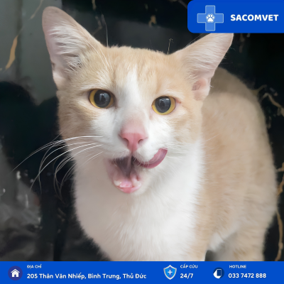 tư vấn dinh dưỡng chó mèo sacomvet