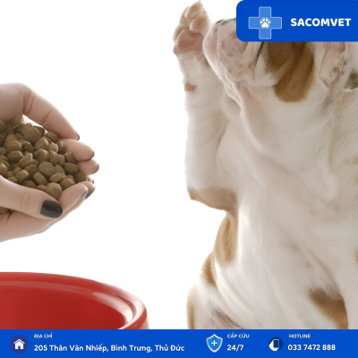 tư vấn dinh dưỡng chó mèo sacomvet