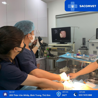 tầm soát sức khỏe định kỳ chó mèo sacomvet