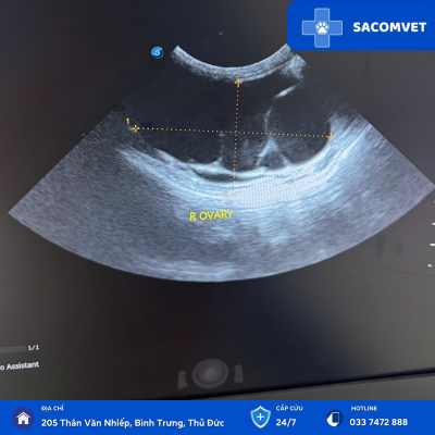 tầm soát sức khỏe định kỳ chó mèo sacomvet