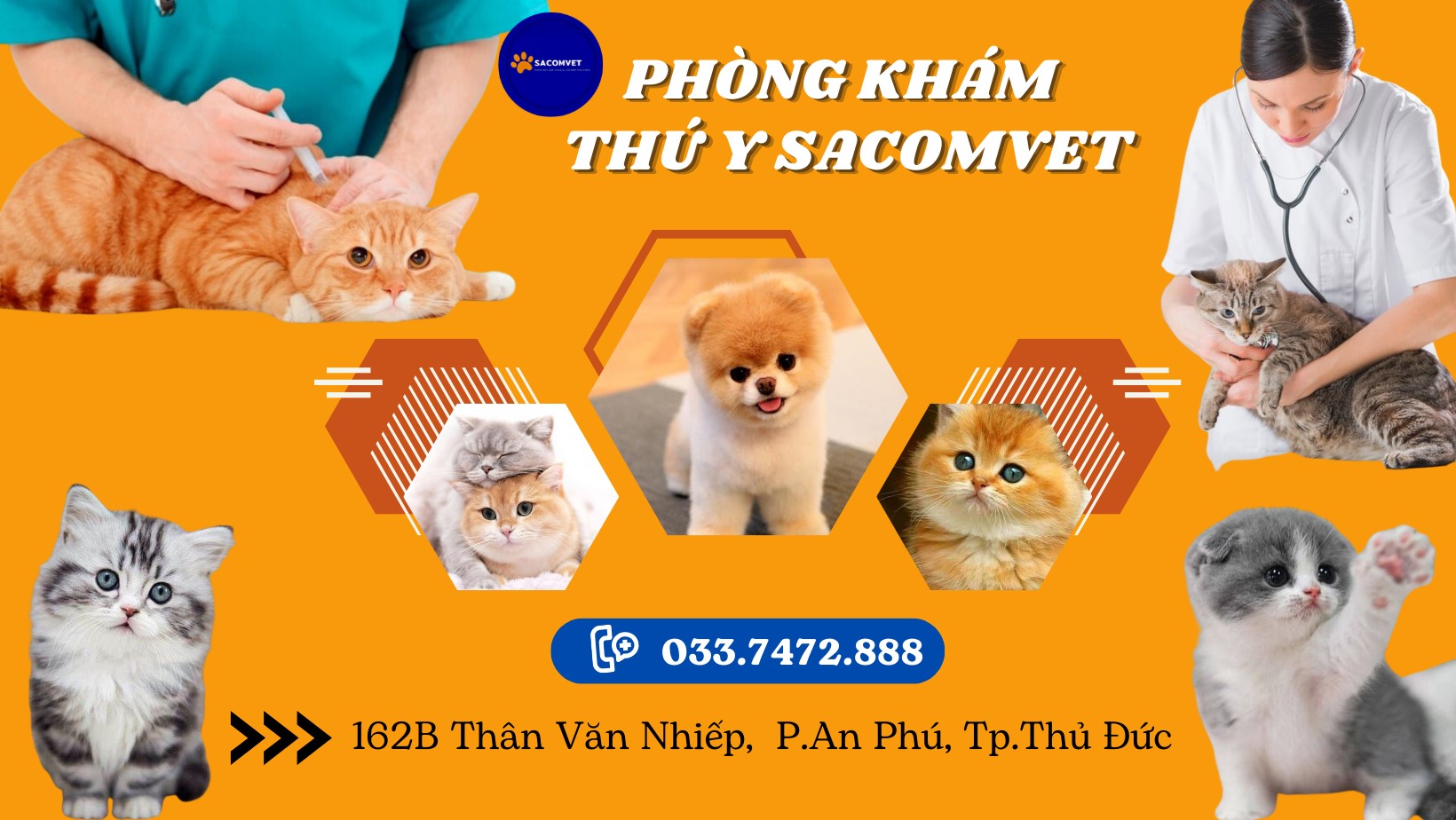 cấp cứu thú y 24h