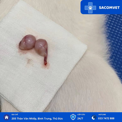 triệt sản chó mèo sacomvet 