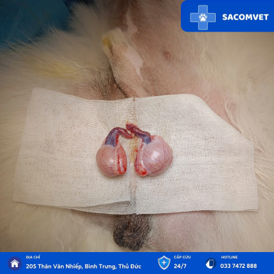 triệt sản chó mèo sacomvet  