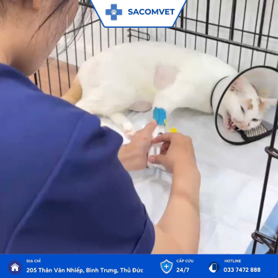 xét nghiệm sinh hóa ở thú cưng tại sacomvet