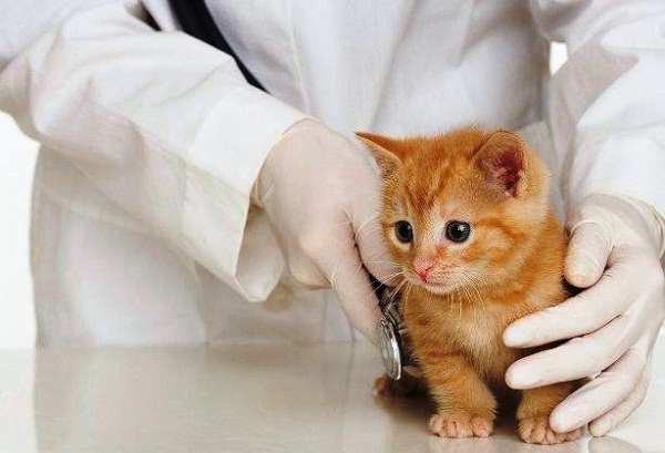Tại sao phải tiêm phòng vaccine cho thú cưng